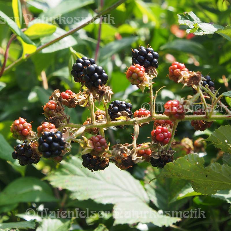 Brombeersamenöl pur