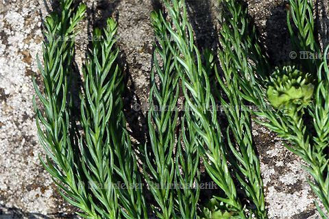 Ceder - Japan-Ceder (5 ml)