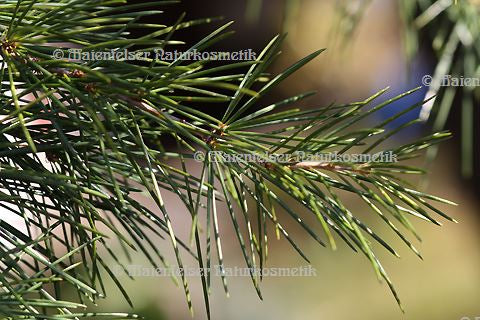 Cedernholz spezial (10 ml)