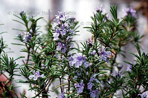 Rosmarin super (3 ml)