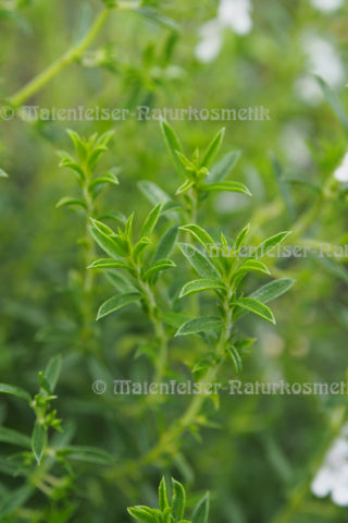 Bergbohnenkraut (5 ml)