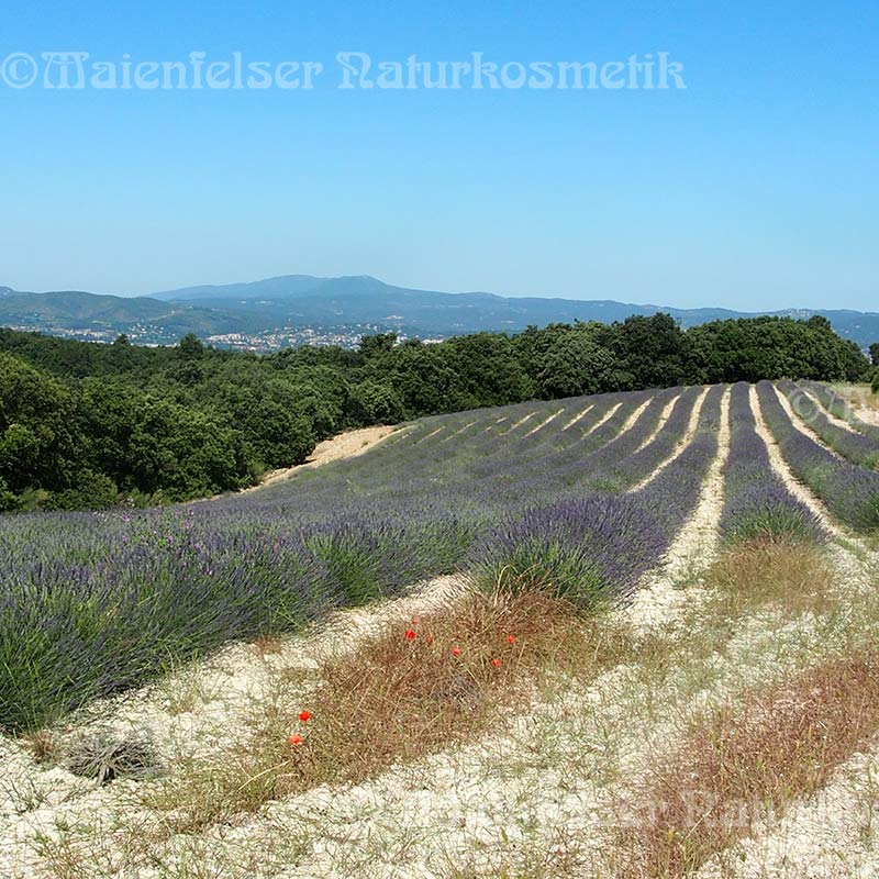 Lavandin Grosso BIO (100 ml)