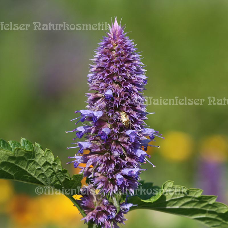 Anis-Ysop CO2 BIO (2 ml)