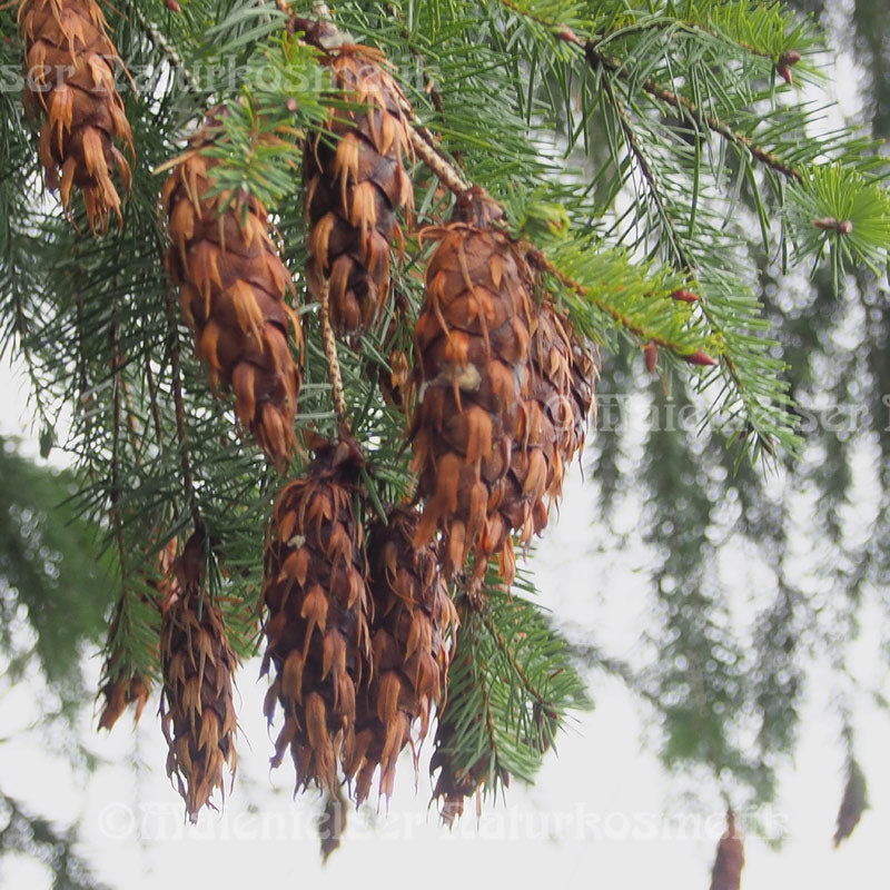 Douglasie spezial (1 ml)