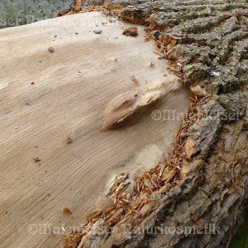 Eichenholz CO2 (2 ml)