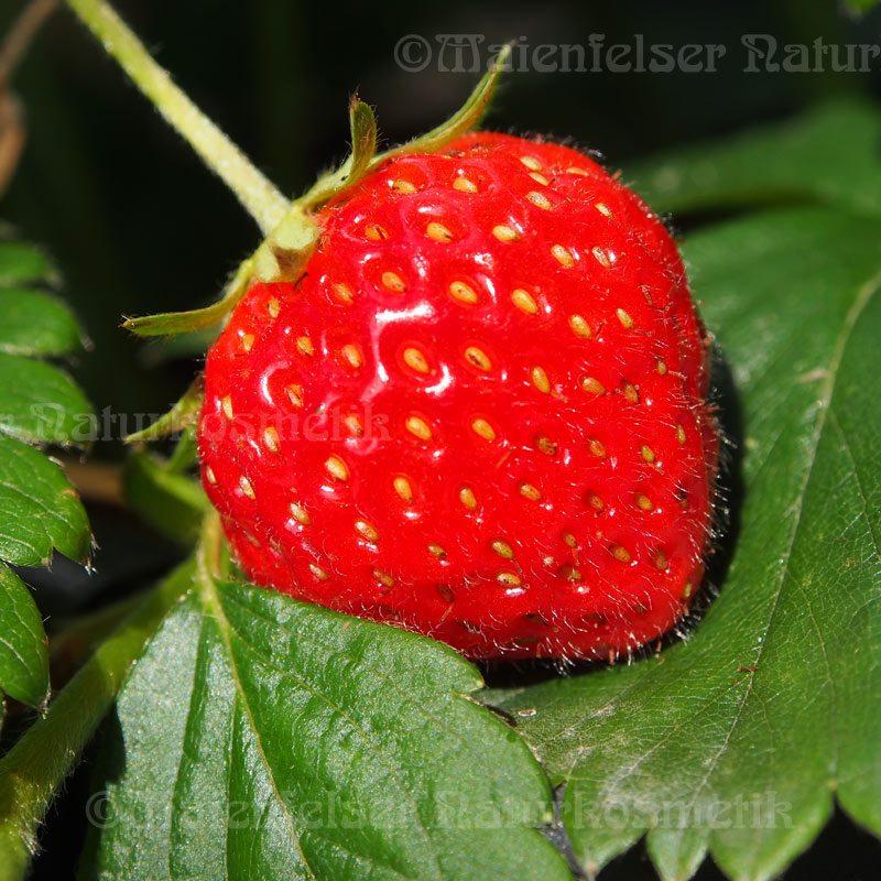 strawberry peanut oil