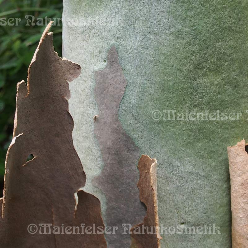 Eukalyptus "Citrio-Jaune" (5 ml)