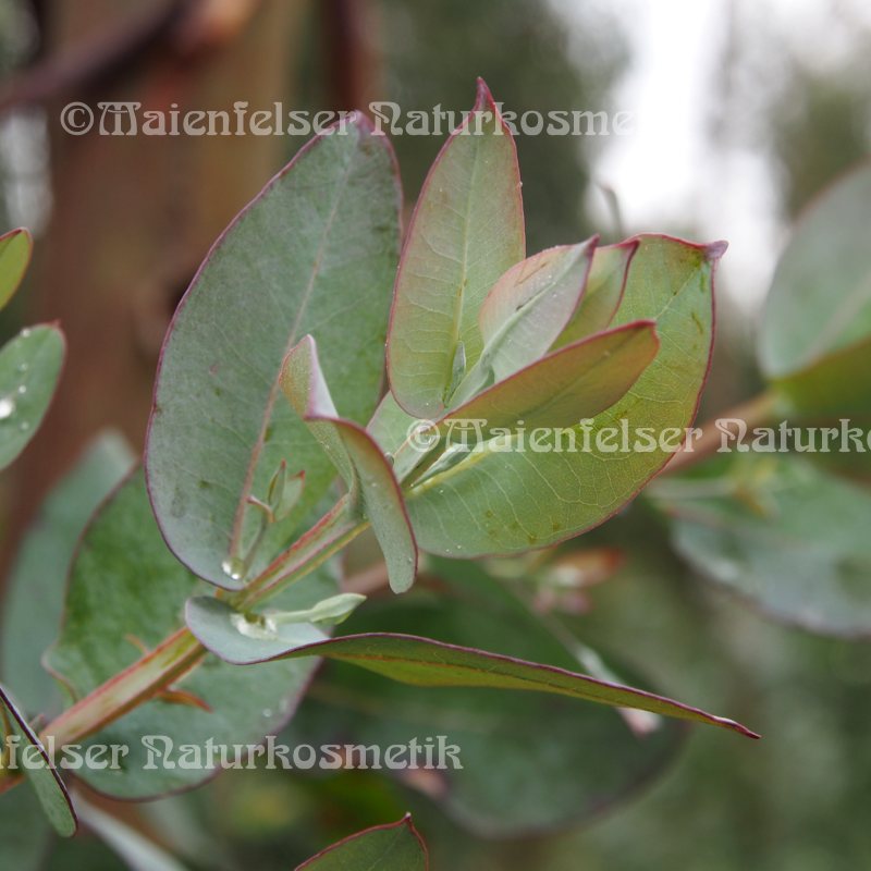 Eukalyptus port. BIO (10 ml)