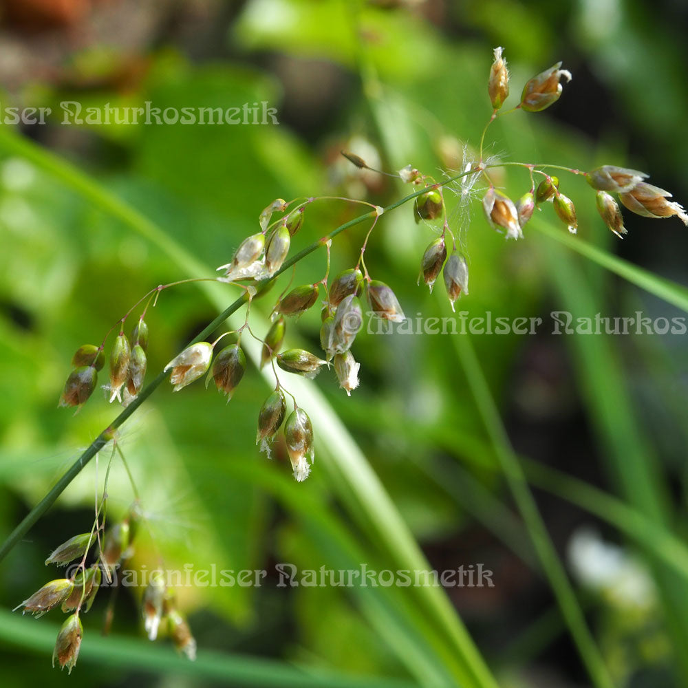 Flove spezial dest. (1ml)