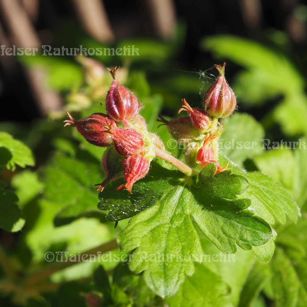 Geranium - Echter Geranium "Zdravetzöl" (3 ml)
