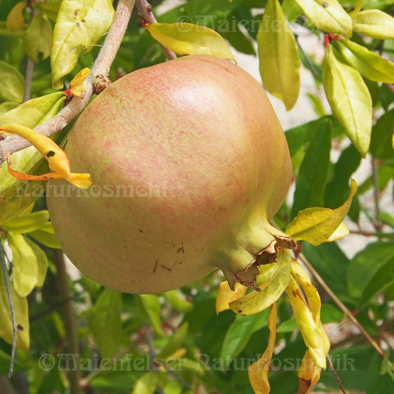 Pure CO2 Pomegranate Seed Oil Organic