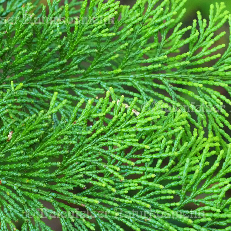 Zypresse, grün (Hinoki) (2 ml)