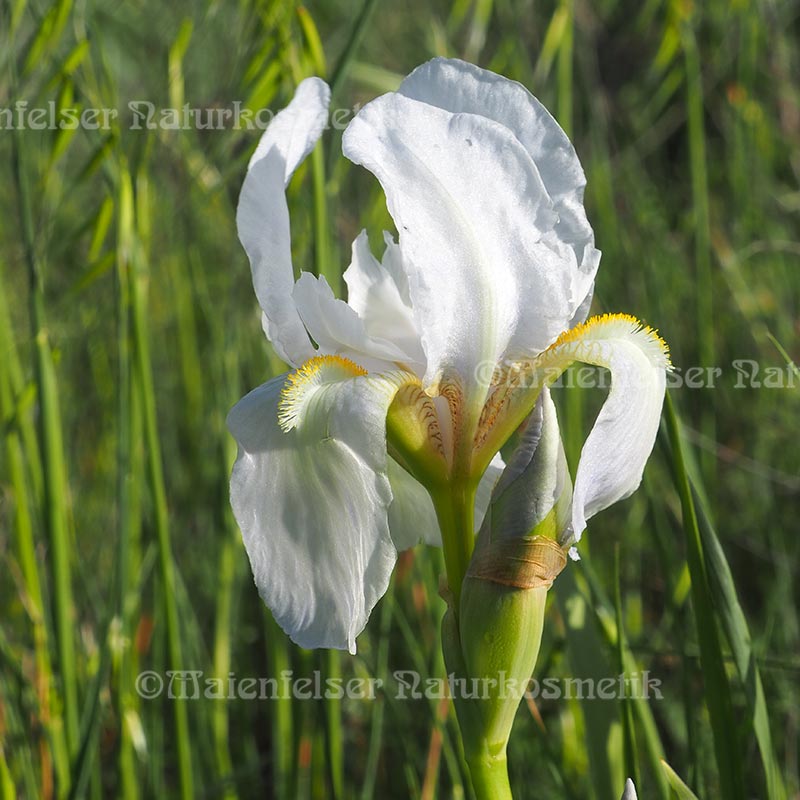 Iriswurzel CO² fine (1 ml)