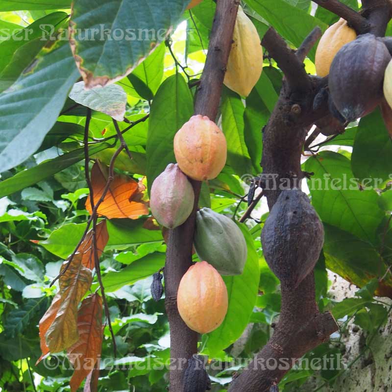 Organic Cocoa Butter