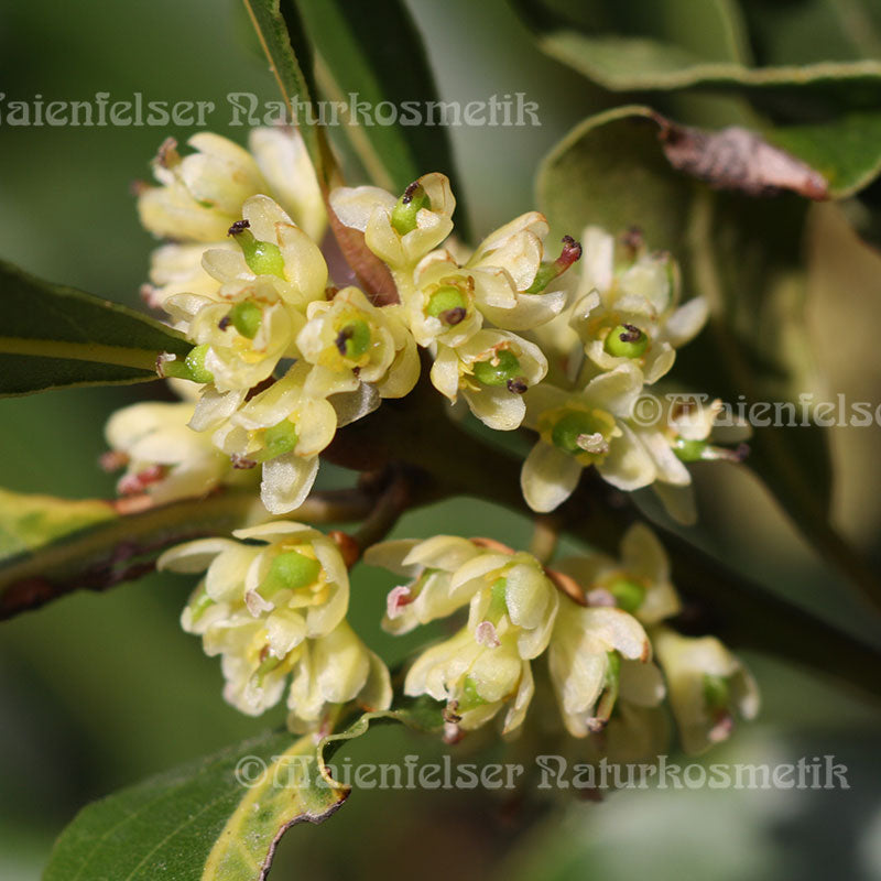 Lorbeer extra BIO (5 ml)