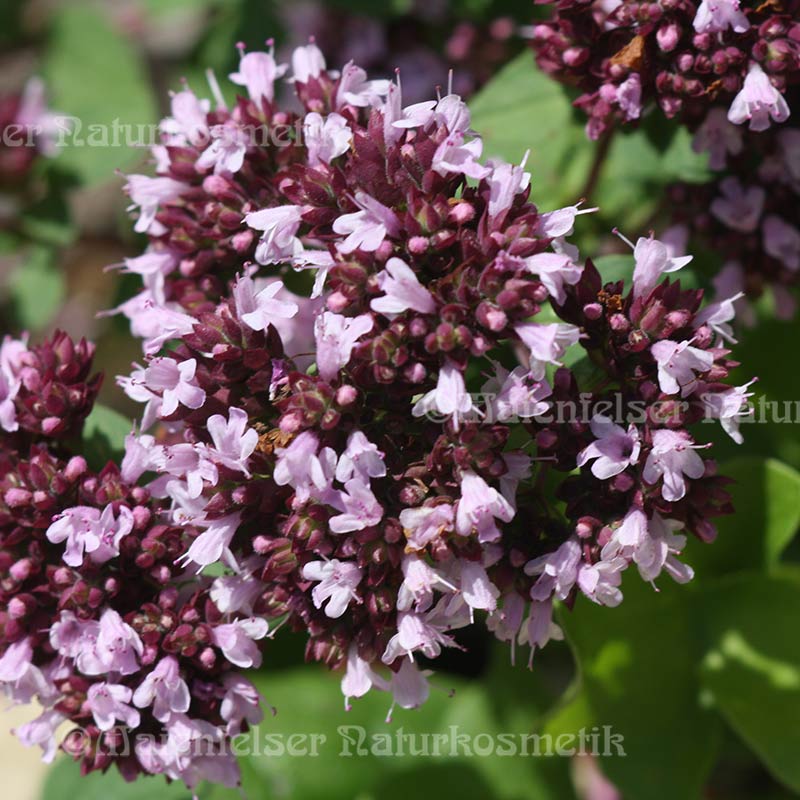 Majoran spezial BIO (5 ml)