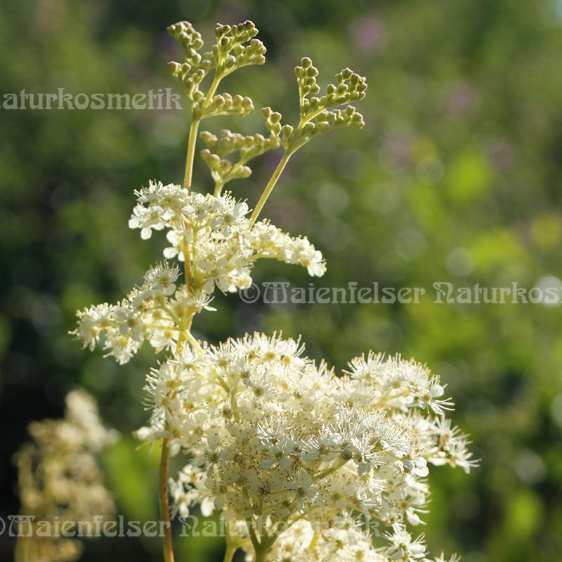 Mädesüß (Wiesenkönigin) (3 ml)