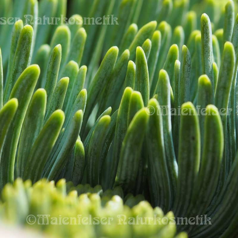 Tanne - Silbertanne (Nobilistanne) (2 ml)