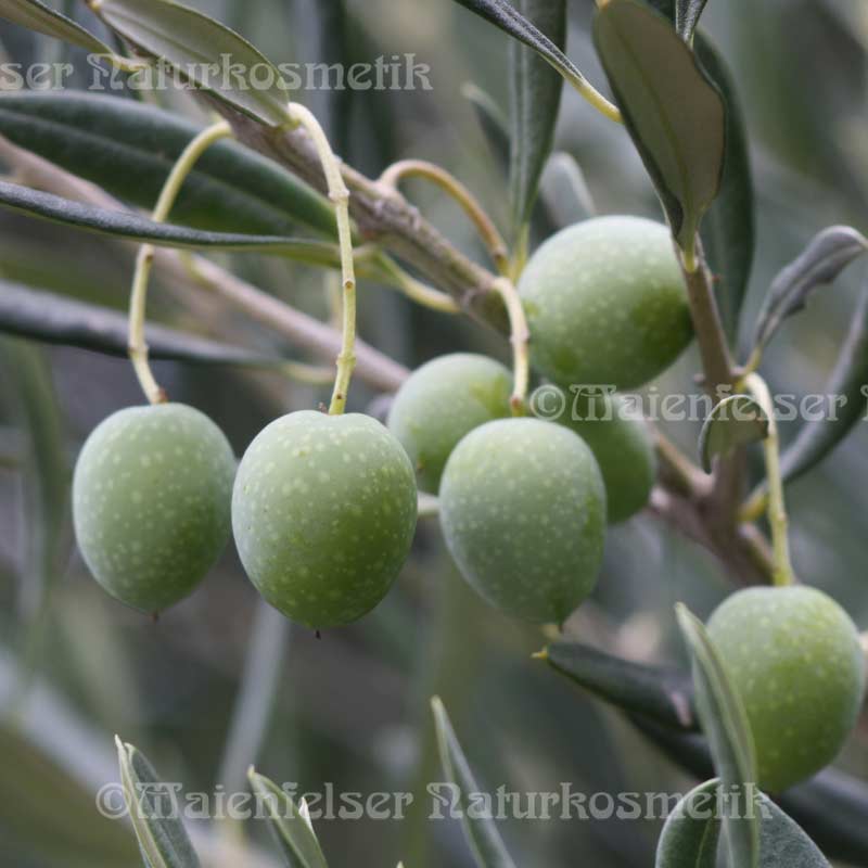 Organic Olive Oil - Crete