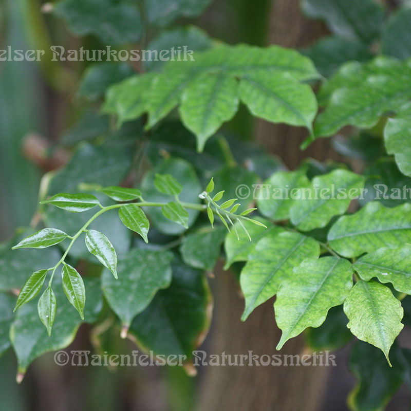 Perubalsamöl (5 ml)