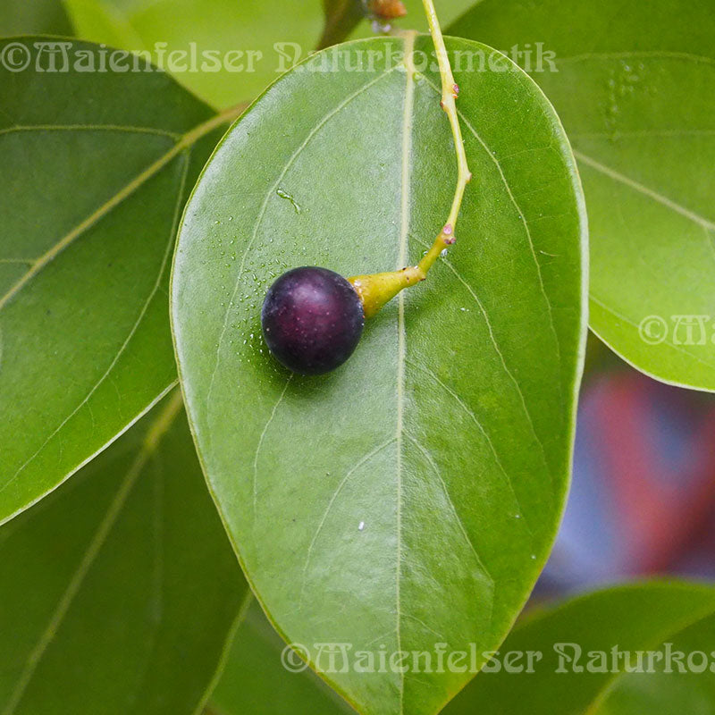 Ravintsara BIO (3ml)