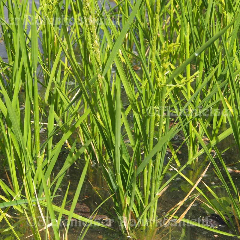 Organic CO2 Rice Oil