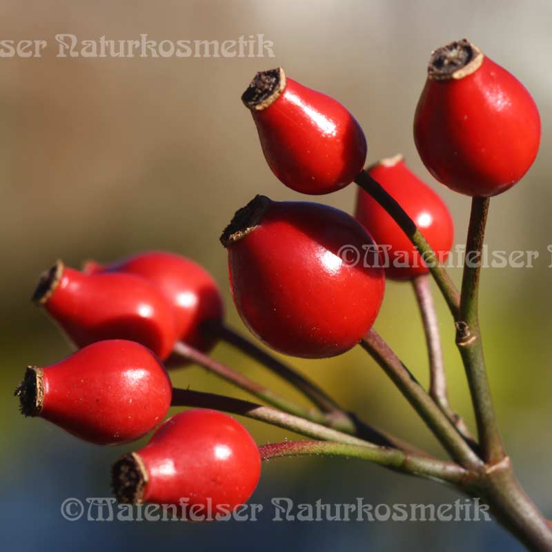 Organic CO2 Rose Oil - whole fruit