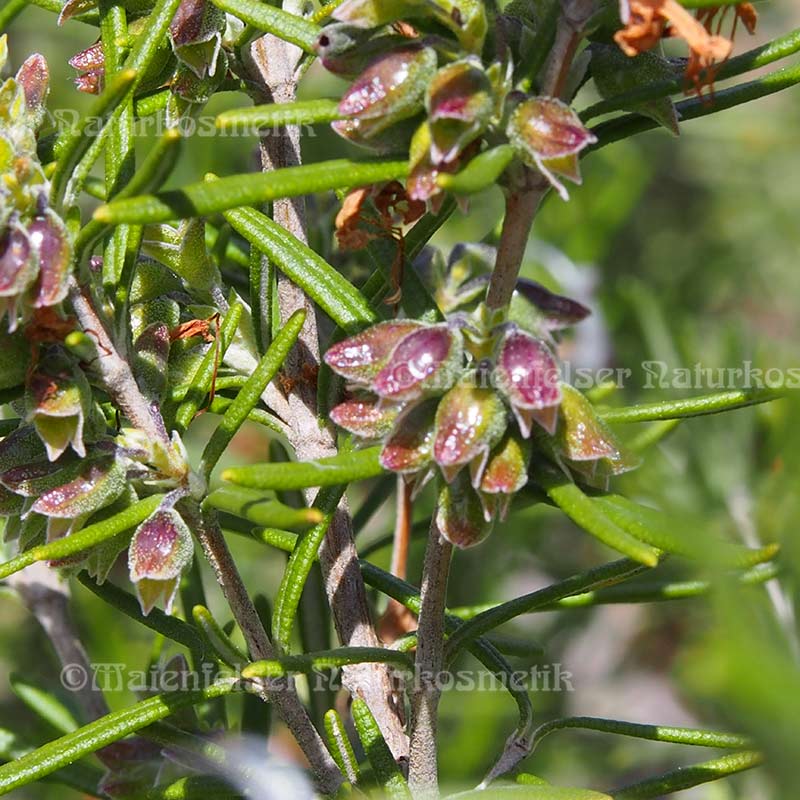 Rosmarin extra BIO (verbenon) (5 ml)