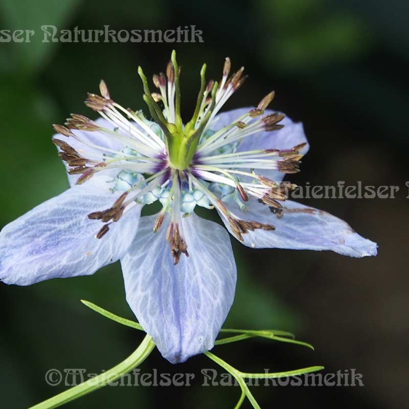 Schwarzkümmelöl BIO