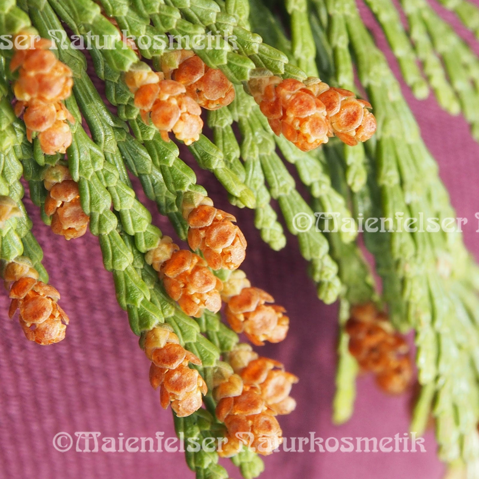 Zypresse - Tränenzypresse (Weeping Cypress) (5ml)