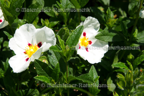 Cistrose extra BIO (2 ml)