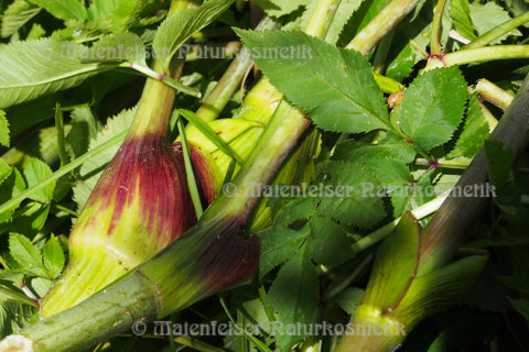 Angelikawurzel CO2 (1 ml)