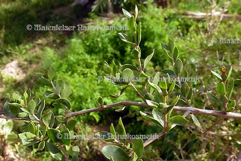 Henna-Attar (Mendhi) (1 ml)