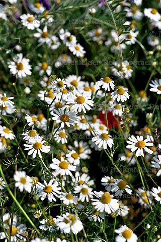 Kamille blau wild super (1 ml)