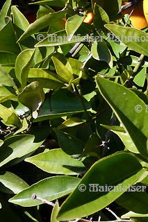 Orangenblätter (Petitgrain) "Bigaradier" (5 ml)