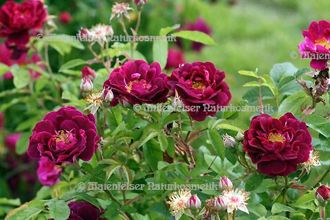 Rose - Antik-Rose BIO (1 ml)