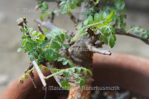 Weihrauch (neglecta) (3 ml)