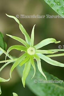 Ylang-Ylang I BIO (5 ml)