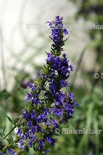 Ysop 1a, Spanien BIO (10 ml)