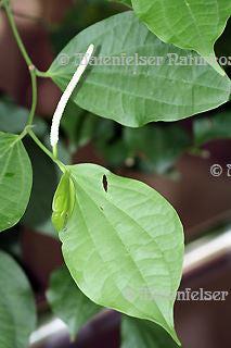 Betelblätter 1a (1 ml)