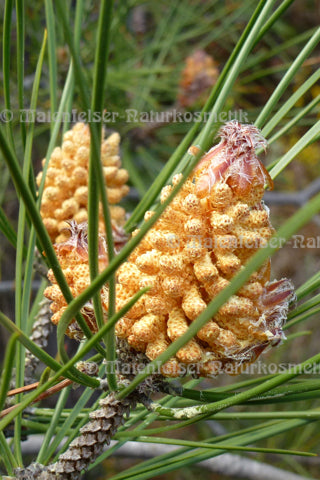 Kiefer - Kretische Kiefer, äth. Öl  (5 ml)