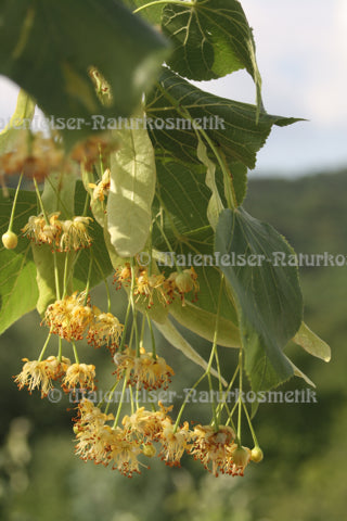 Lindenblüten-Sirup Bio  (60 ml)