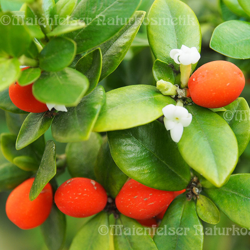 Maile Vine abs. (1 ml)