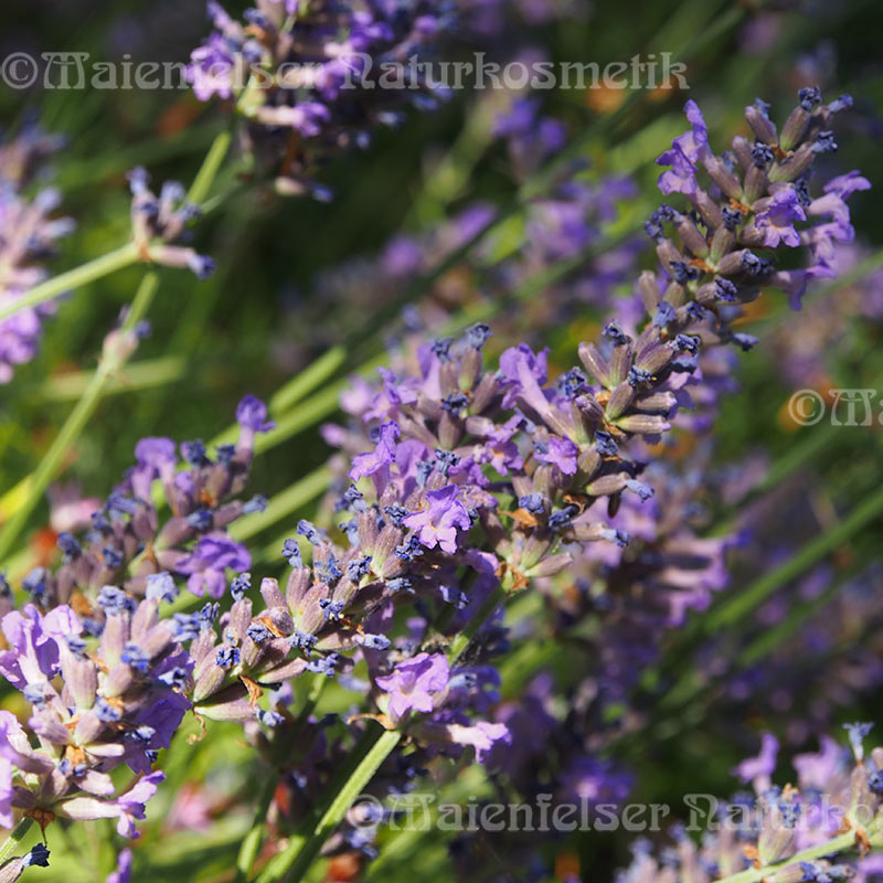 Lavendel - Cape-Lavendel (5 ml)