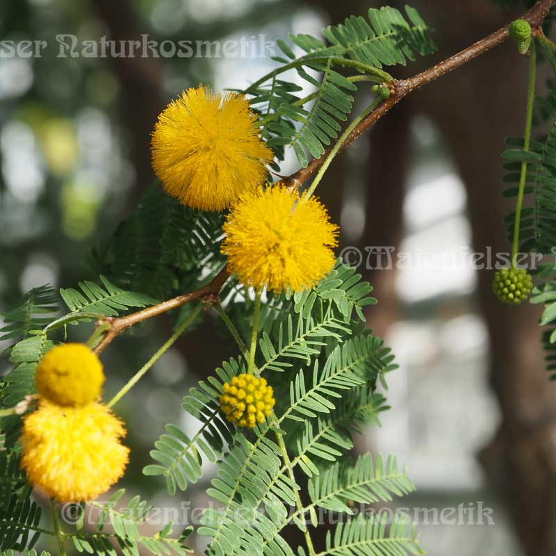 Akazienblüte abs. (1 ml)