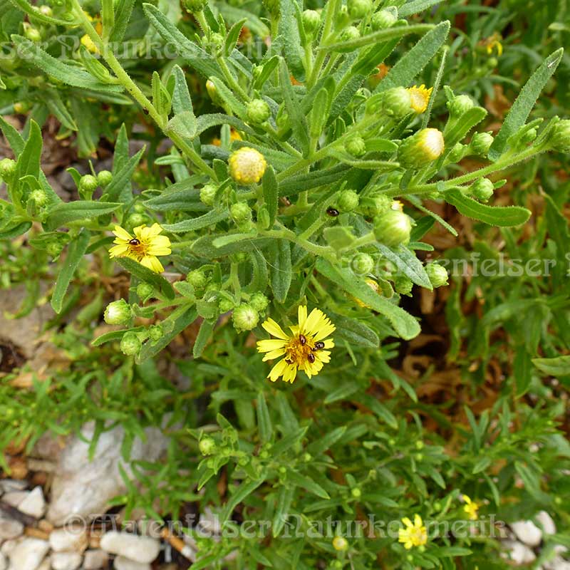 Alantwurzel BIO (1 ml)