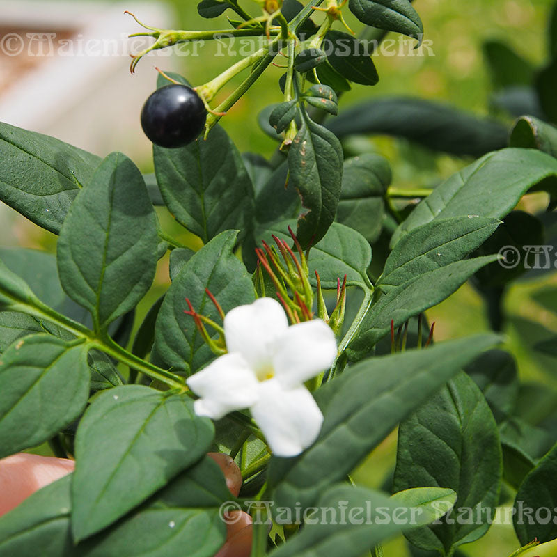 Jasmin Wachs (ca. 7 g)