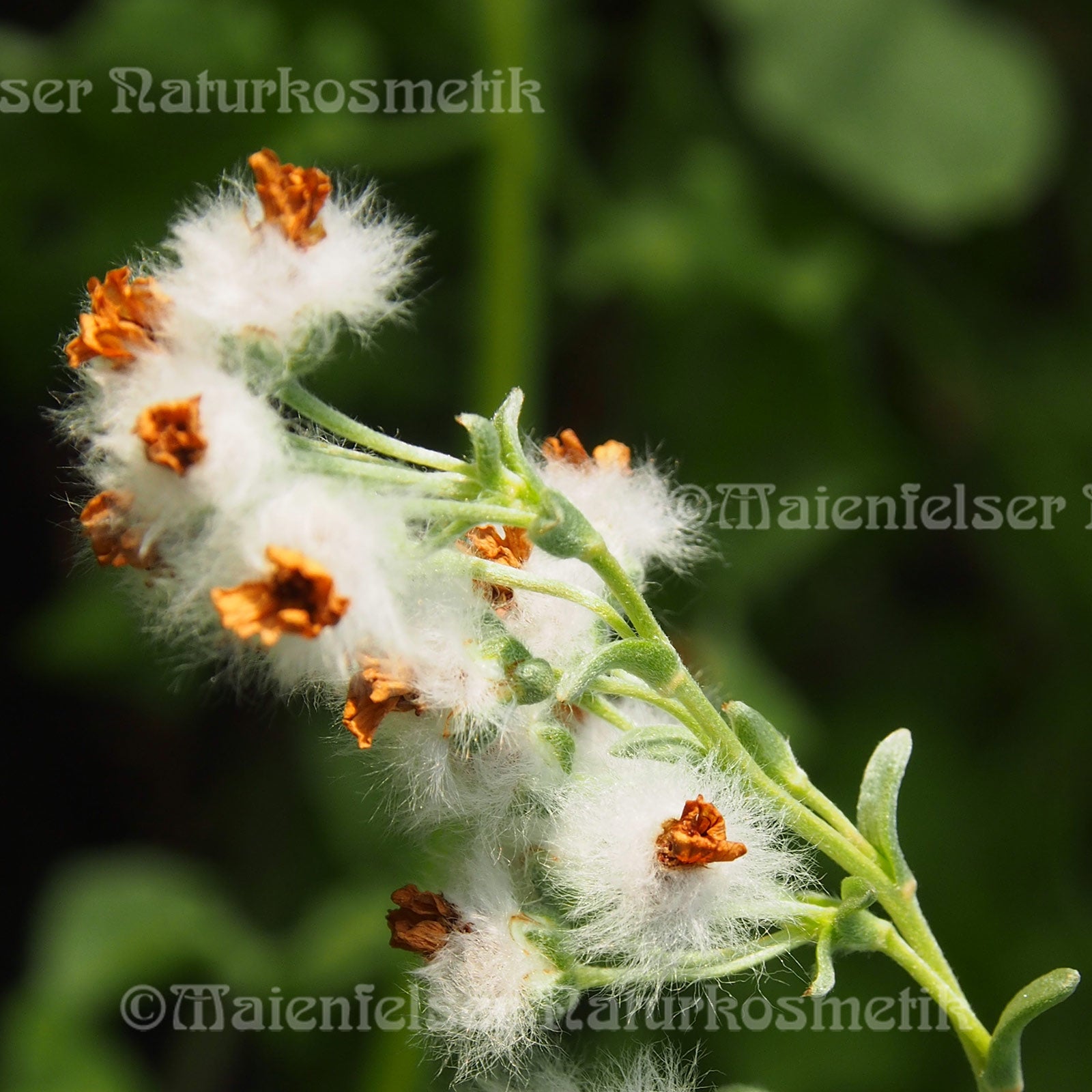 Kouga Snowbush (2ml)