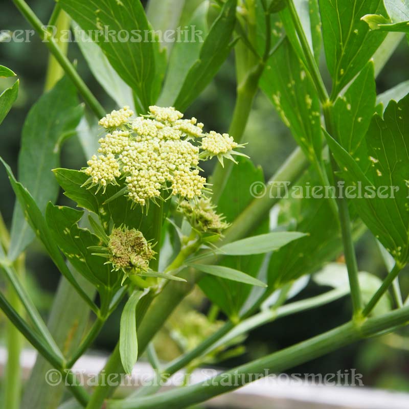 Liebstöckel CO2 (2 ml)