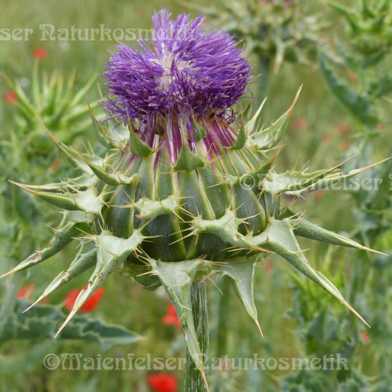 Mariendistelsamenöl BIO